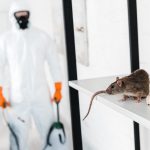 selective focus of rat on rack near exterminator