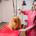 Female pet groomer, dog in grooming salon