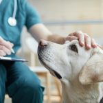 Veterinarian Stroking Dog Close Up