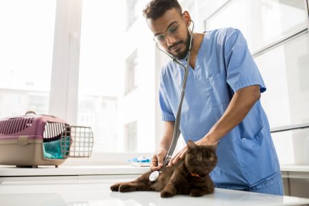 Veterinarian at work